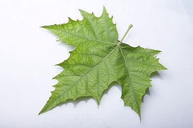 Steam最新一周销量榜 《使命召唤：黑色行动6》登顶